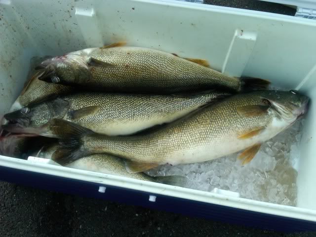 Walleye073011-1.jpg