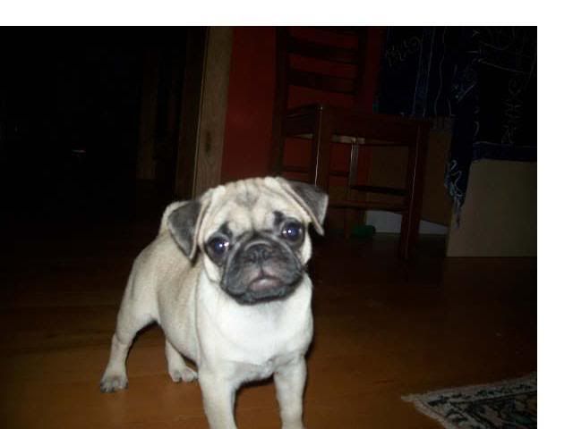 Pug.jpg