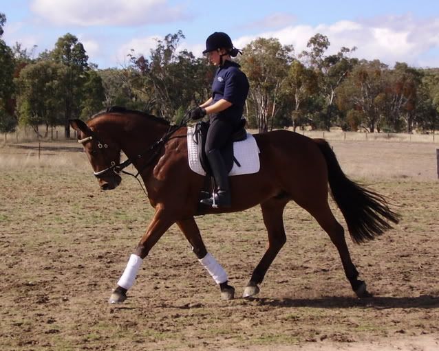 Market Harborough has anyone used one? Stockyard Horse Forums