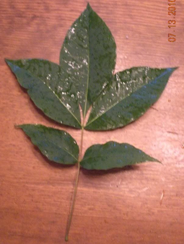 5Leaf.jpg