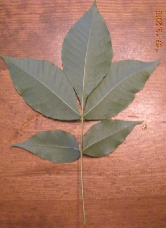 5LeafBck.jpg