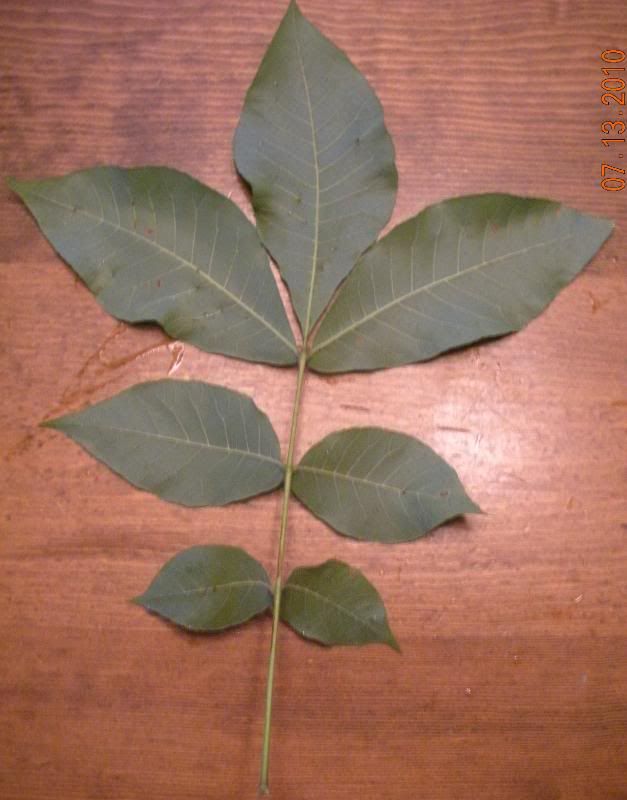 7LeafBk.jpg