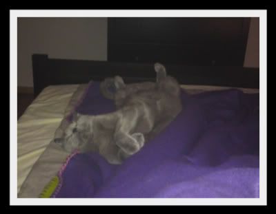 relaxicat.jpg