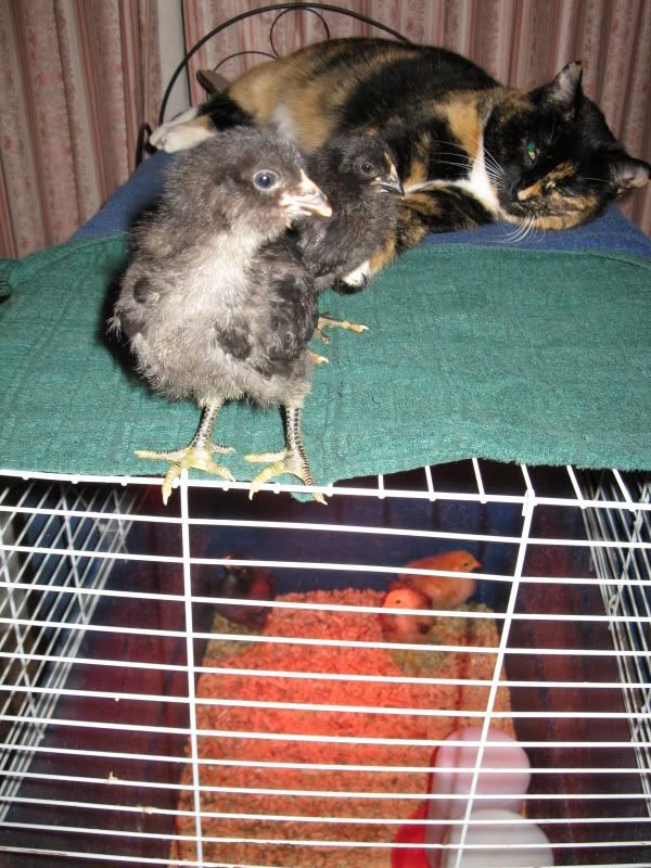 killing mice and protecting the girls BackYard Chickens Learn How