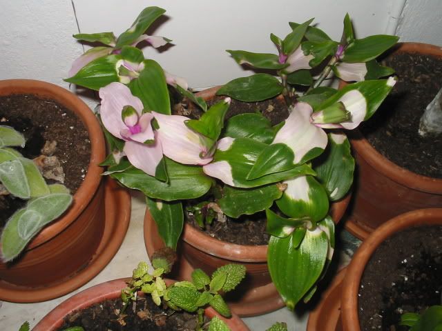 Tradescantiaxandersoniana.jpg