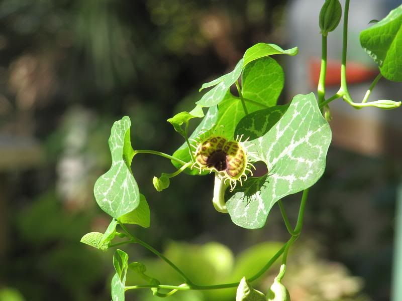 aristolochia.jpg