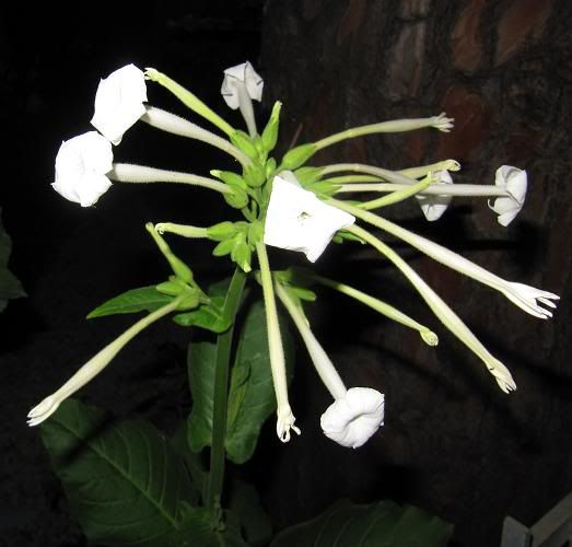 nicotiana-1.jpg