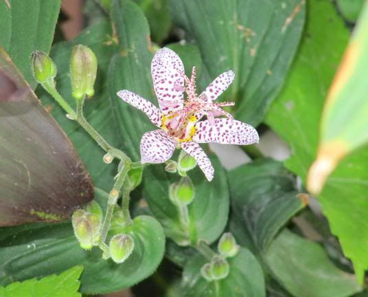 tricirtis-1.jpg