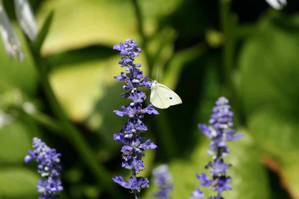 IMAGE: http://img.photobucket.com/albums/v666/penga25/2a4f2b47.jpg