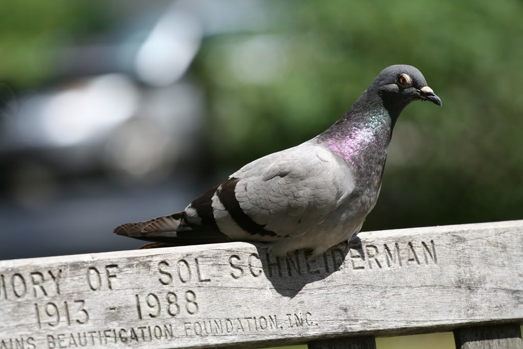 IMAGE: http://img.photobucket.com/albums/v666/penga25/79a78ab9.jpg