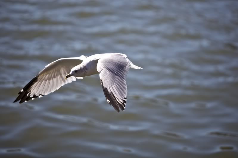 IMAGE: http://img.photobucket.com/albums/v666/penga25/bird3.jpg