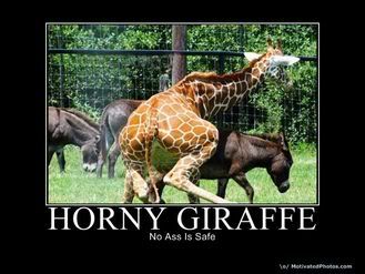 giraffehorney.jpg