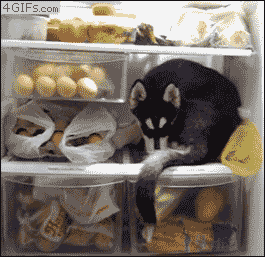 Husky-puppy-refrigerator.gif
