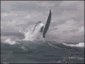 kotsurfer