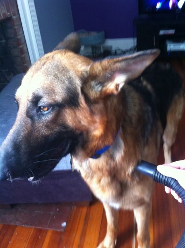 Furminator! The ultimate GSD Tool? Page 2 German Shepherds Forum