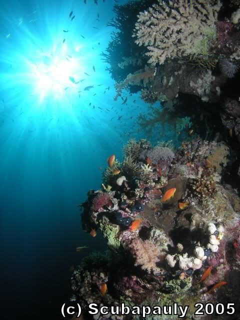 coralsunburst.jpg