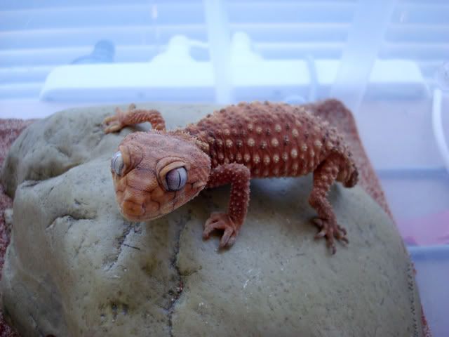 DSC00344.jpg