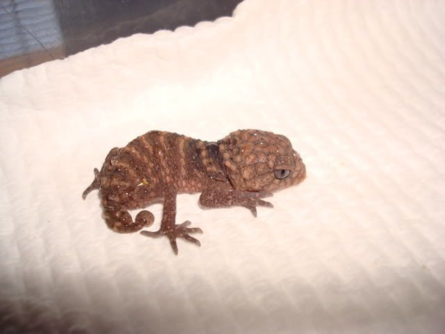 DSC00579.jpg