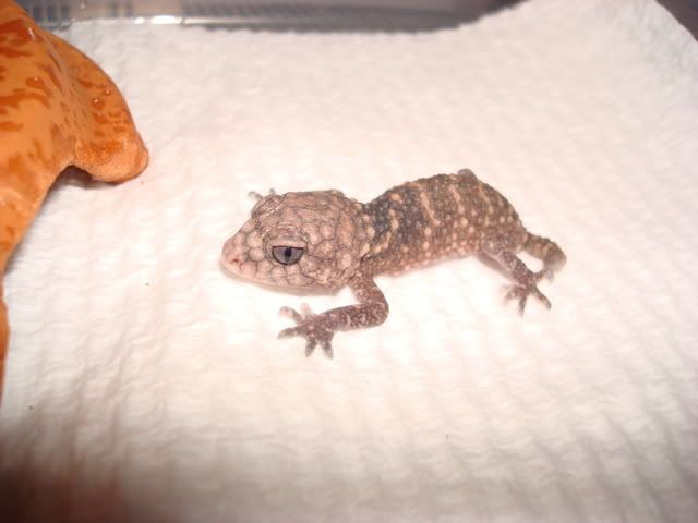 DSC00581.jpg