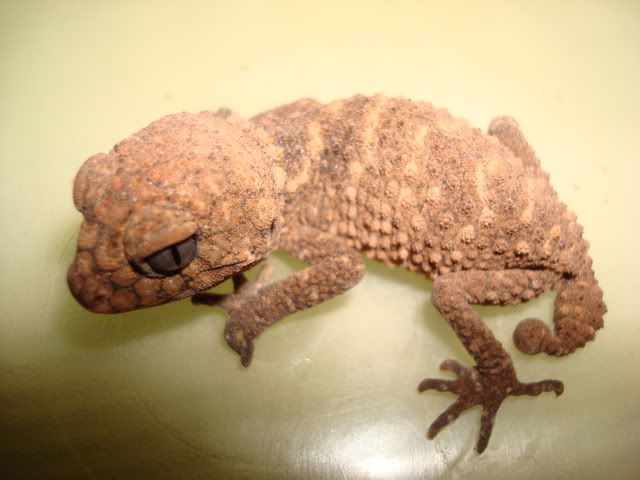 DSC00601.jpg