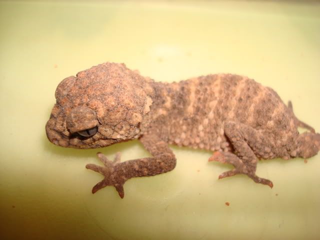 DSC00603.jpg