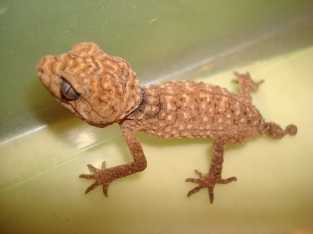 DSC00605.jpg