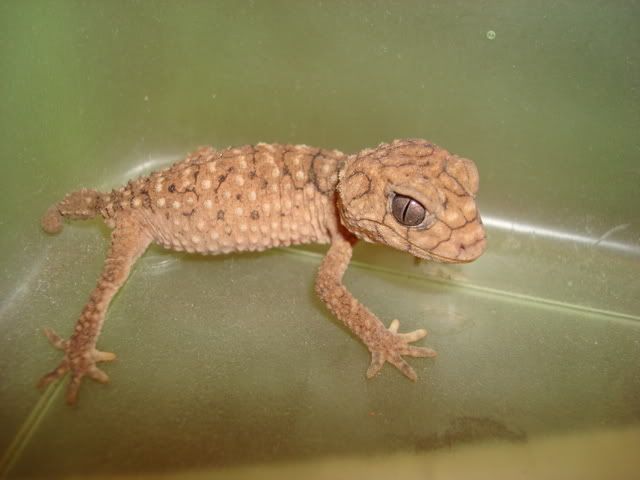 DSC00607.jpg