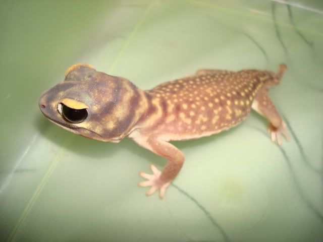 DSC00611.jpg