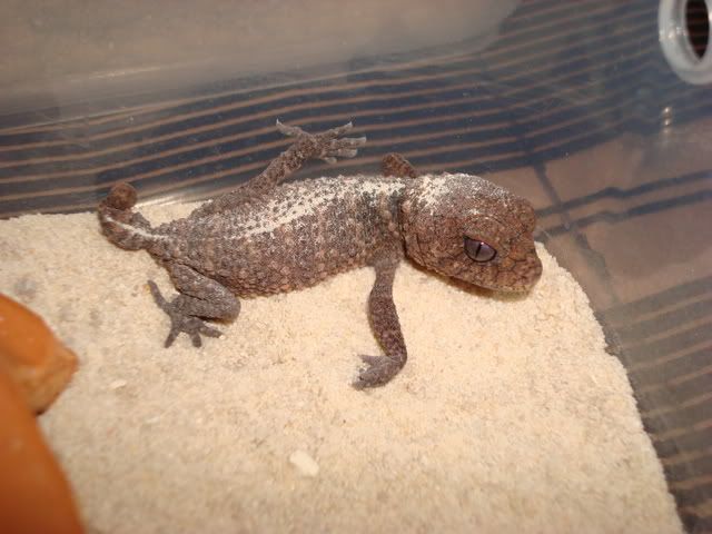 DSC00768.jpg