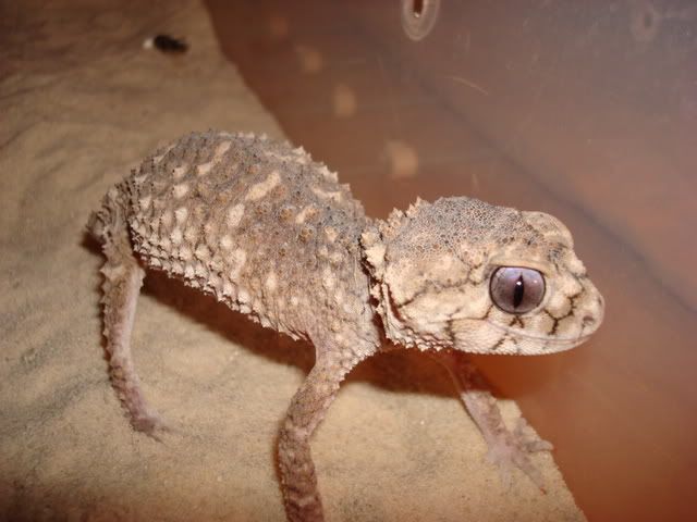 DSC00776.jpg