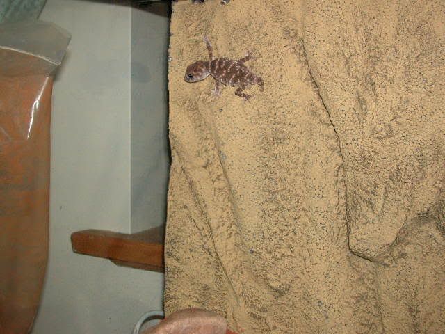 DSCN4487.jpg