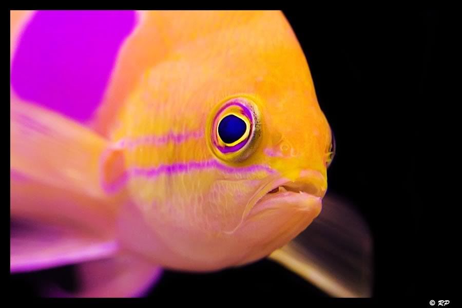 IMAGE: http://img.photobucket.com/albums/v67/rparchen/Fish%20Tank/Ben/IMG_1214-Edit.jpg