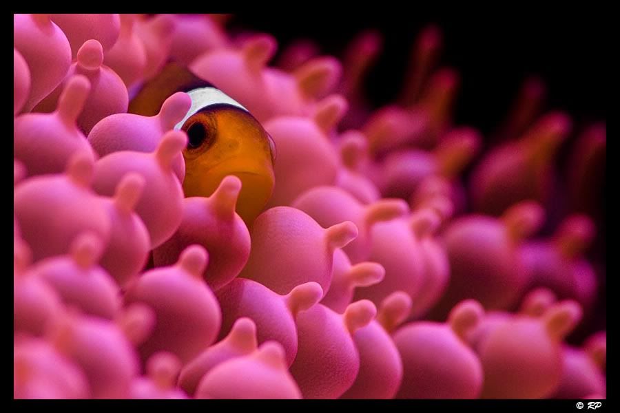 IMAGE: http://img.photobucket.com/albums/v67/rparchen/Fish%20Tank/Fish/IMG_0653-Edit.jpg