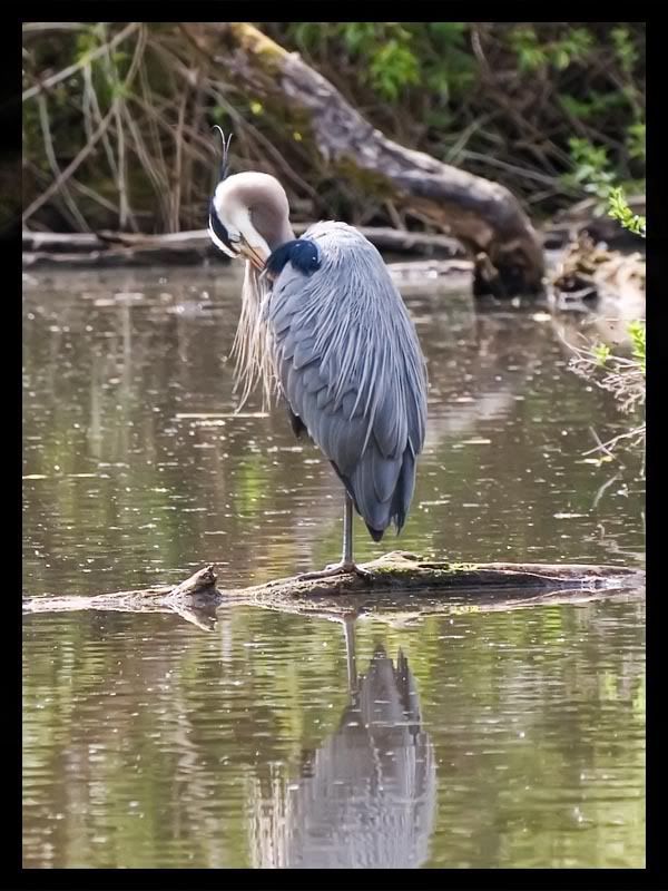 IMAGE: http://img.photobucket.com/albums/v67/rparchen/Photography/Animals/IMG_6014-Edit.jpg