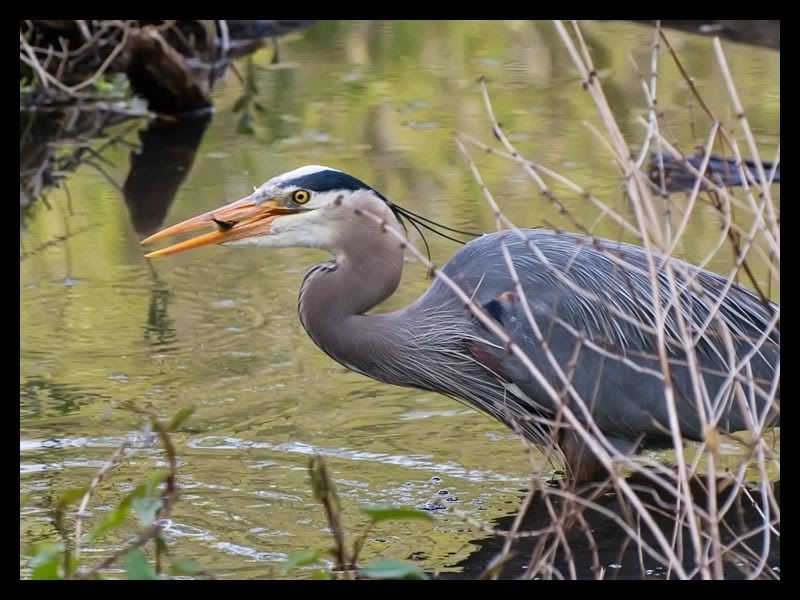 IMAGE: http://img.photobucket.com/albums/v67/rparchen/Photography/Animals/IMG_6037-Edit.jpg