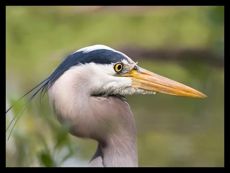 IMAGE: http://img.photobucket.com/albums/v67/rparchen/Photography/Animals/IMG_6048-Edit.jpg