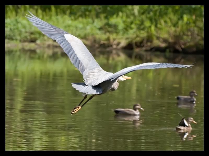 IMAGE: http://img.photobucket.com/albums/v67/rparchen/Photography/Animals/IMG_6049-Edit.jpg