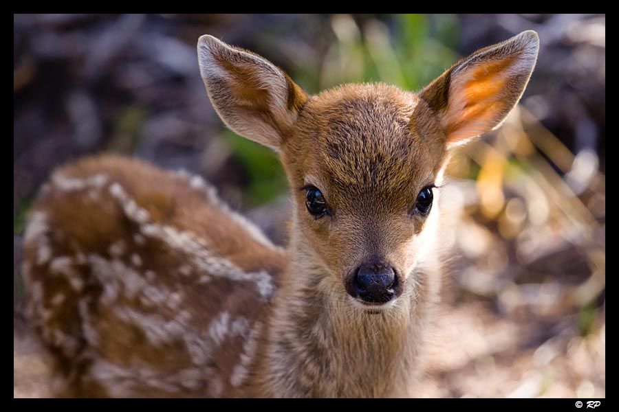 IMAGE: http://img.photobucket.com/albums/v67/rparchen/Photography/Hurricane%20Ridge/IMG_3253-Edit.jpg