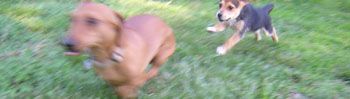 dogs running