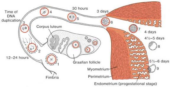 conception timeline