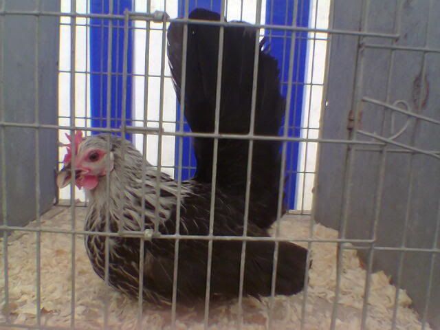 Poultry4.jpg