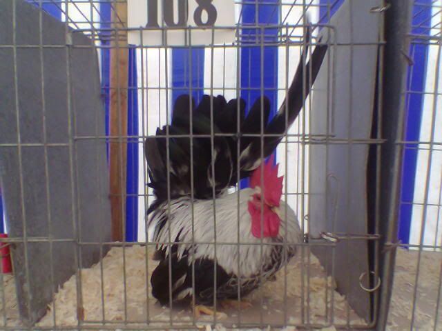 Poultry5.jpg