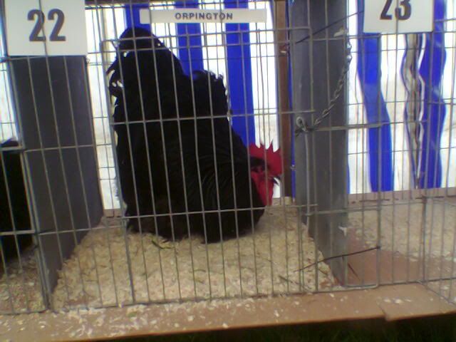 Poultry6.jpg
