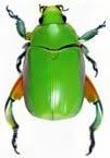 jewel beetles