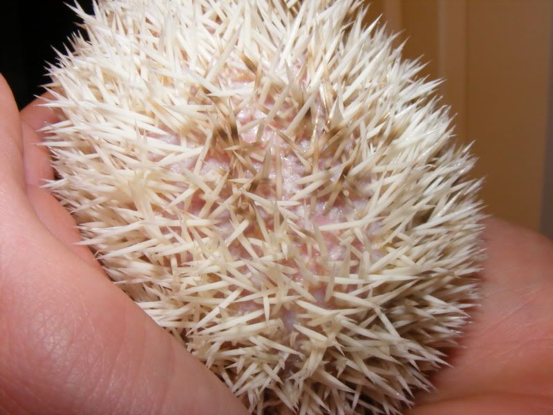 Mites? Quilling? I can't tell! Hedgehog Central Hedgehog pet care