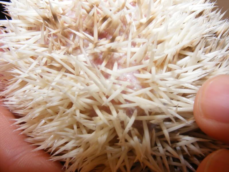 Mites? Quilling? I can't tell! Hedgehog Central Hedgehog pet care