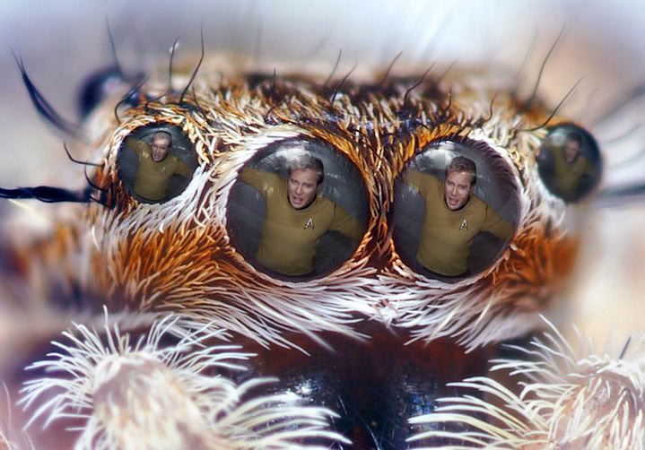 kirkspider.jpg