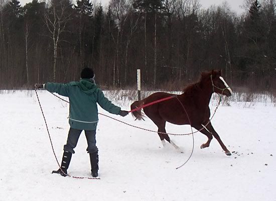 belka5.jpg