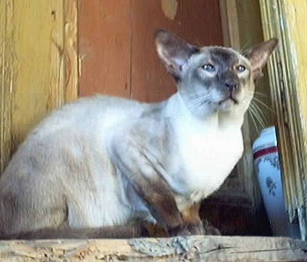 Качена снимка