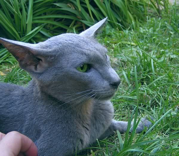 Качена снимка